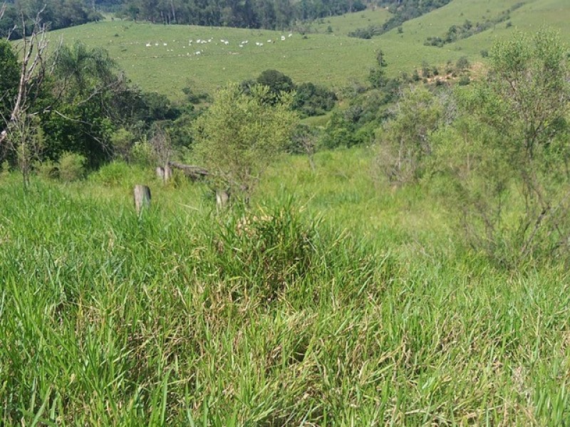FAZENDA AMPARO