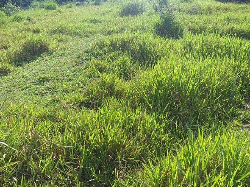 FAZENDA AMPARO