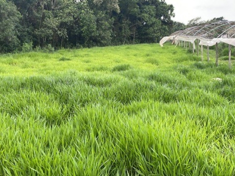 SITIO ESTUFA