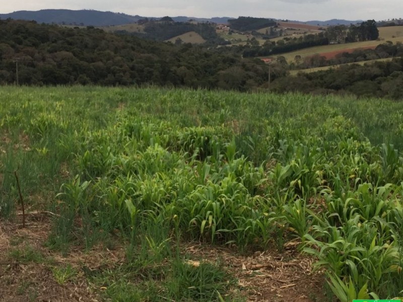 ÁREA RURAL REGIÃO NOBRE