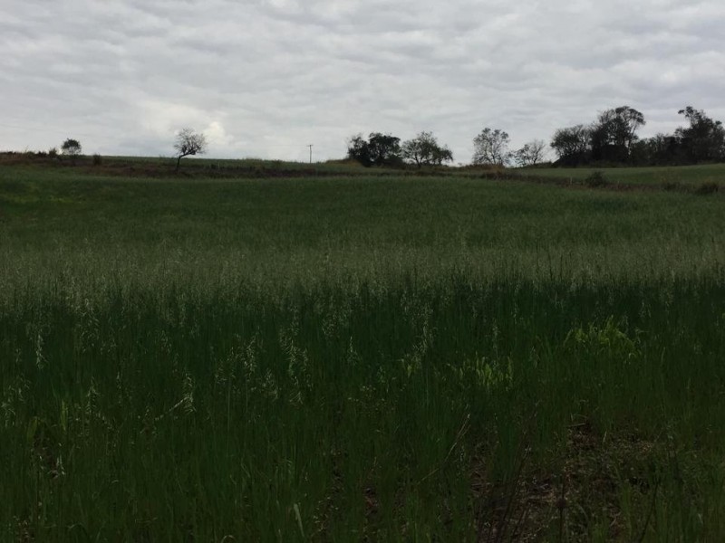 ÁREA RURAL REGIÃO NOBRE