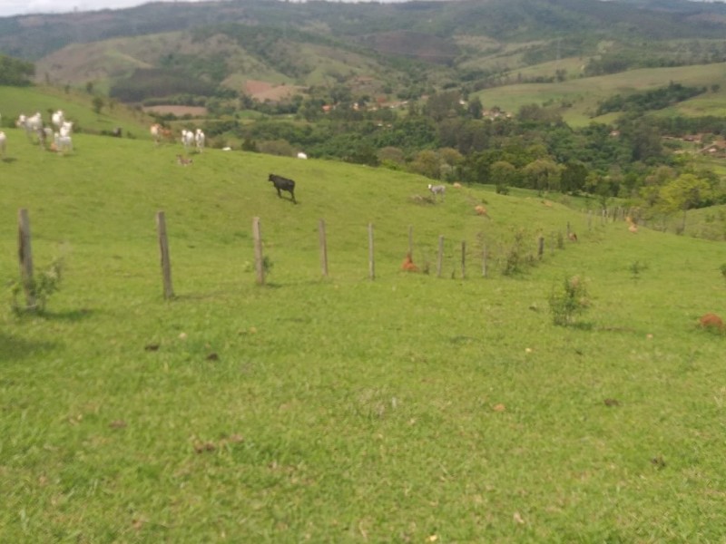ÁREA RURAL AMPARO