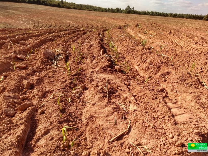 FAZENDA MOGI MIRIM