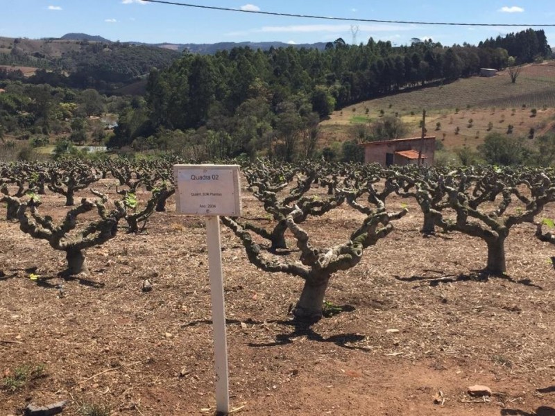 SITIO DOS FIGOS 