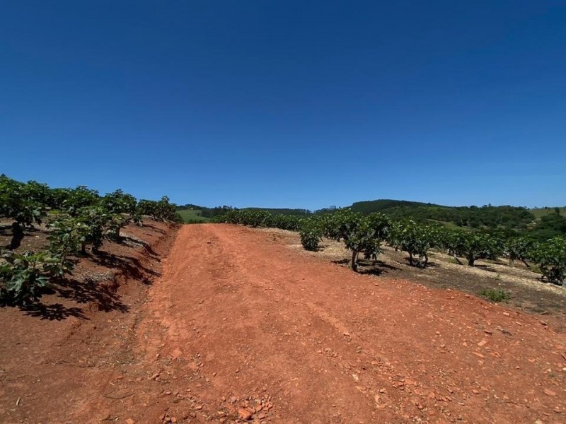 SITIO DOS FIGOS 