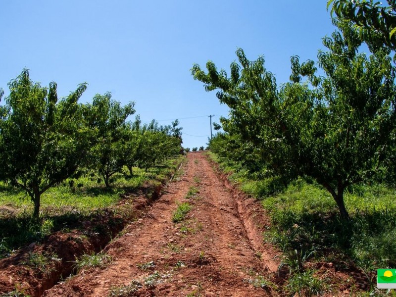 SITIO DOS FIGOS 