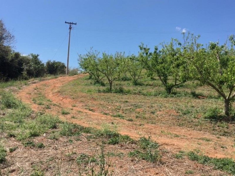 SITIO DOS FIGOS 