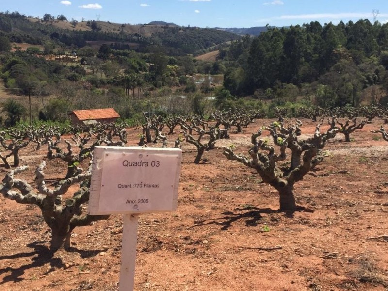 SITIO DOS FIGOS 