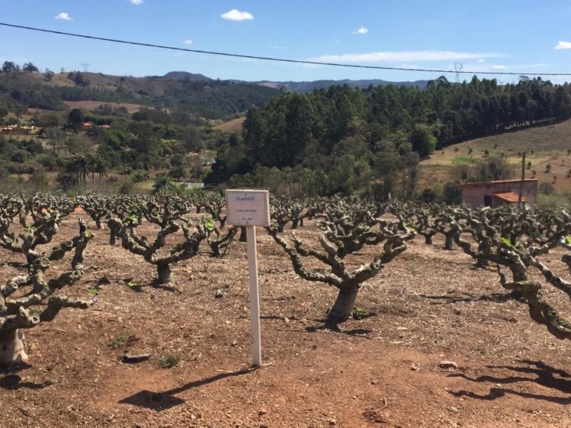 SITIO DOS FIGOS 