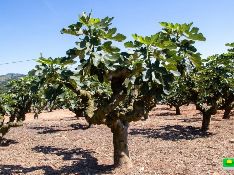 SITIO DOS FIGOS 