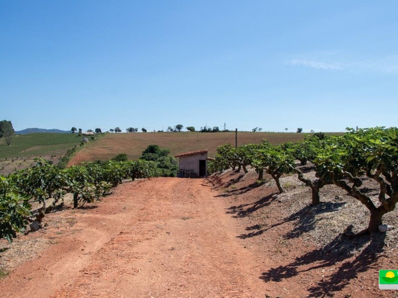 SITIO DOS FIGOS 