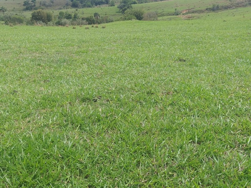 SITIO LINDA PASTAGEM