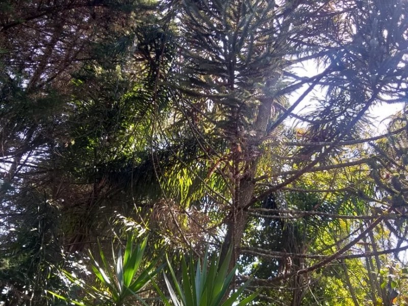 SITIO DA ESTUFA